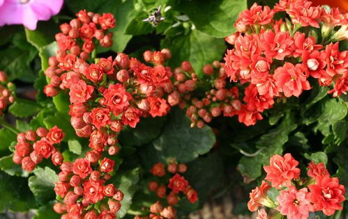 冬季養好長壽花必須要了解的事 不然怎么死的,你都不知道