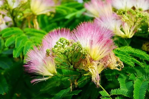 芳華 片尾曲里的 絨花 是什么花 專家居然給出7種答案