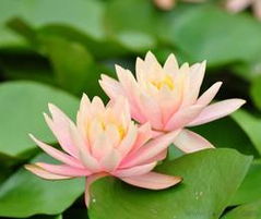 河北花卉種子 種苗批發 可靠的河北花卉種子 種苗廠家貨源 供應信息