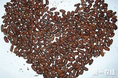 常見的幾種花卉種子催芽方法- 種植技術-