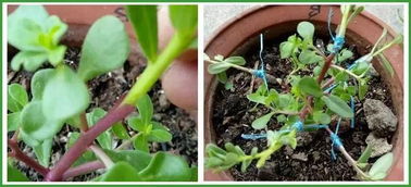 2種 便宜花 ,用1招養成 老樁 ,美死了,給 1萬 都不賣