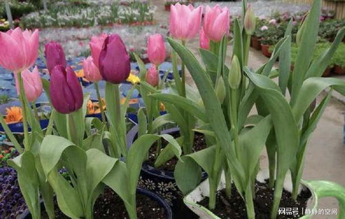 3種植物被稱為 毒花 ,臥室 客廳別再養,放陽臺卻能觀賞