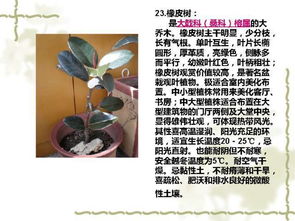 100種室內常見植物養護環境大全 送給你