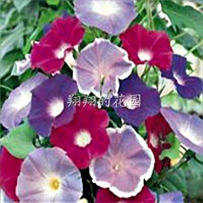 混色牽牛花套餐/花種子/園藝花籽/花卉種子爬藤朝顏_生活服務鮮花速遞/蛋糕配送/園藝花藝