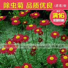 【除蟲菊花種子】最新最全除蟲菊花種子返利優惠_一淘網