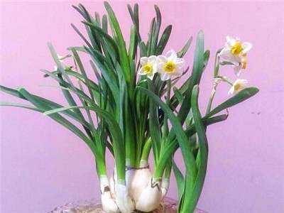 花卉種子云香水仙栽培要點 - 產量怎么樣 - 優缺點、價格、抗性