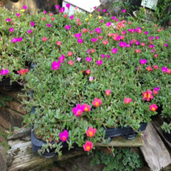 批發太陽花種球太陽花花苗盆栽花卉種子太陽花園林植物農戶價