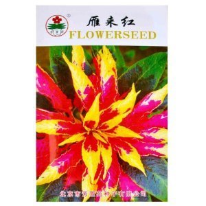津沽園藝 芳萱苑系列 雁來紅種子 老來少種子 三色莧種子 花卉種子 家庭盆栽 1包 【津沽園藝】 價格 報價 圖片