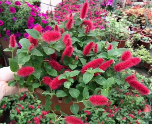 普通的吊蘭已經過時,4種 精品 吊蘭,好看能開花,關鍵是好養