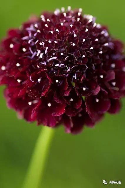 今天小編想給大家分享的花材,一起來看看吧