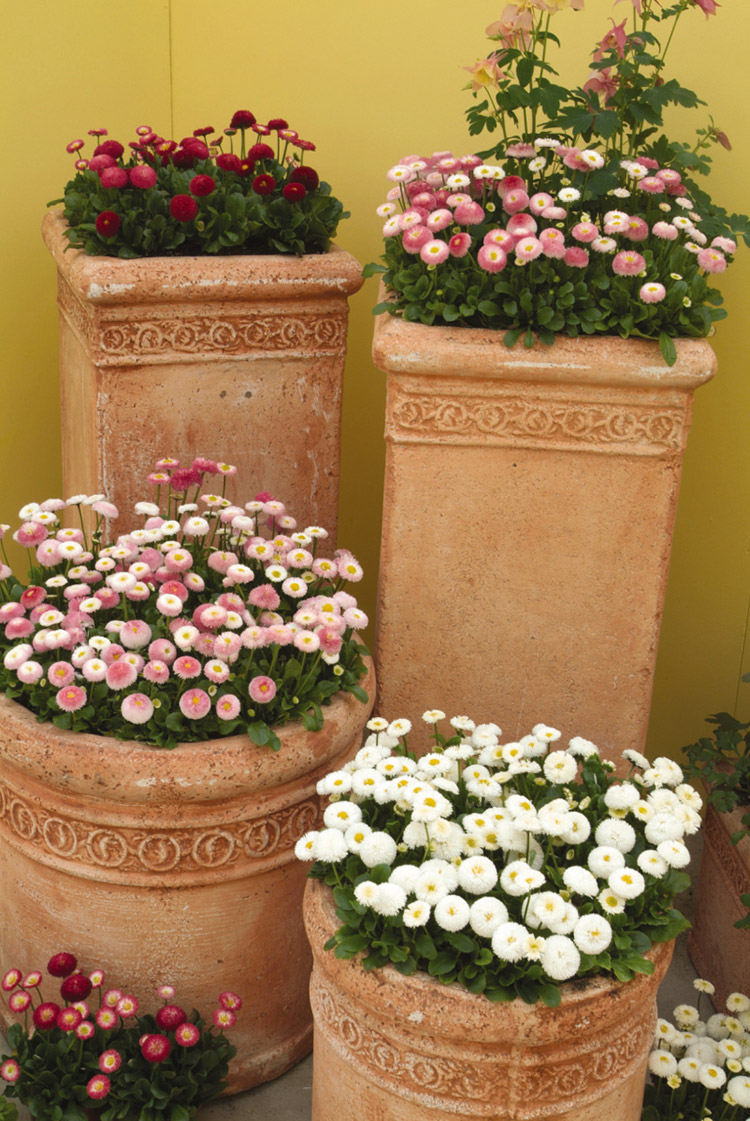 小雛菊花種籽子播種開花陽臺盆栽花種子庭院花卉種孑香草植物種子