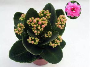 長壽花的養(yǎng)殖方法和注意事項