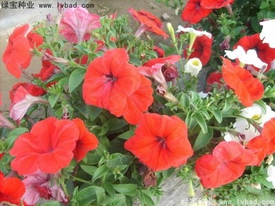 花卉種子如何提高出苗率 對溫度有什么要求嗎