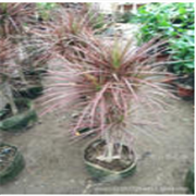 沭陽縣潼陽鎮百農花卉園藝場