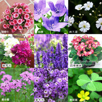 樂(lè)奇兒 各種花種子 家居裝飾植物 花卉 辦公室植物 香草