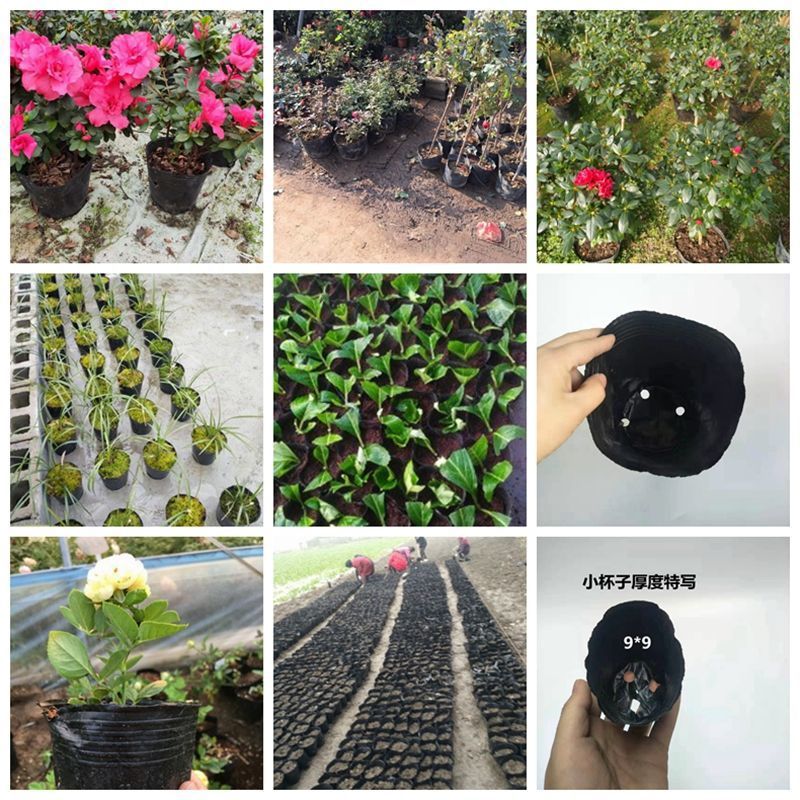 營(yíng)養(yǎng)缽一次性黑碗塑料營(yíng)養(yǎng)杯育苗杯花卉種子園林種植營(yíng)養(yǎng)袋育苗袋