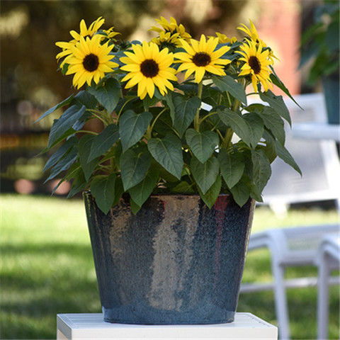 矮向日葵種子陽(yáng)臺(tái)盆栽種植四季花卉種子花種子四季播植物種子