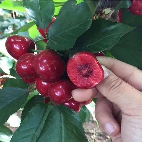 【紅燈櫻桃樹(shù)苗培育基地、紅燈櫻桃樹(shù)苗圖片】- 