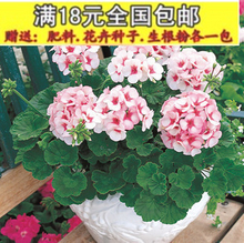 【進(jìn)口天竺葵花種子】最新最全進(jìn)口天竺葵花種子 產(chǎn)品參考信息