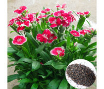 地被石竹種子批發(fā)優(yōu)質(zhì)商家置頂推薦產(chǎn)品