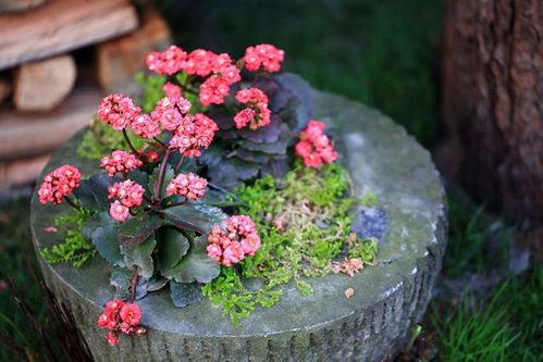 郫都 歸園田居,邂逅鄉(xiāng)村生活的詩(shī)意