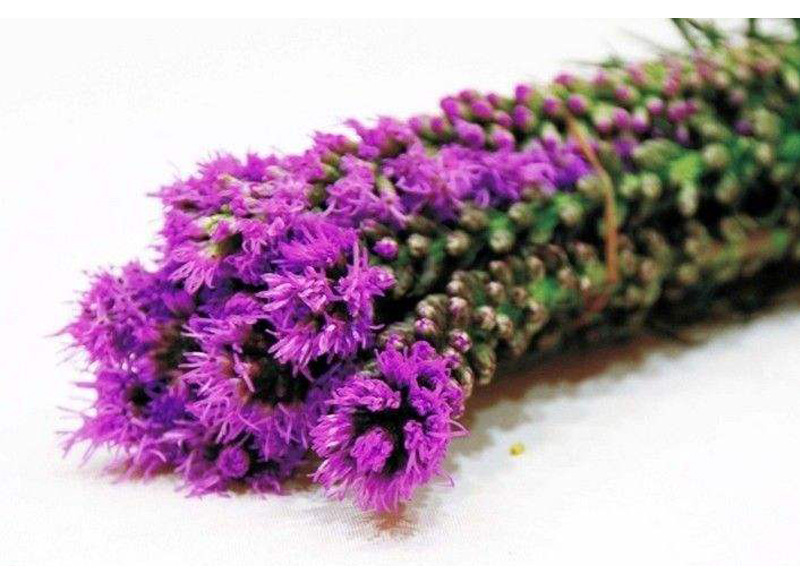 蛇鞭菊 多年生花期長的優雅花卉