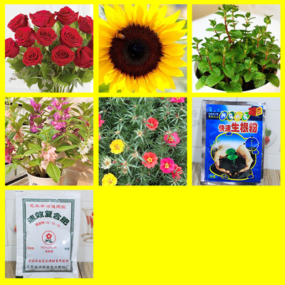 果蔬花卉種子的入門指南 五種新手易種的花卉與蔬菜