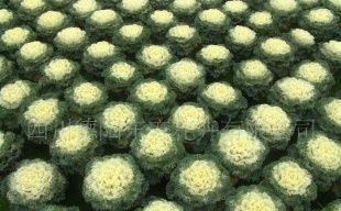 供應羽葉甘蘭(名古屋)花卉種子——優質農副產品選擇