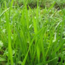 2020年花卉種子種苗價格與批發報價詳解 - 種子網花卉種子系列