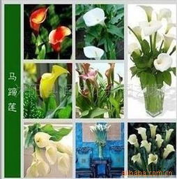 彩色馬蹄蓮種球苗木花卉種子的種植與養護指南