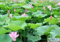 供應優質觀賞荷花蓮花種子及種苗，助力園藝與農副產品發展