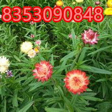 花卉種子的選擇與種植指南