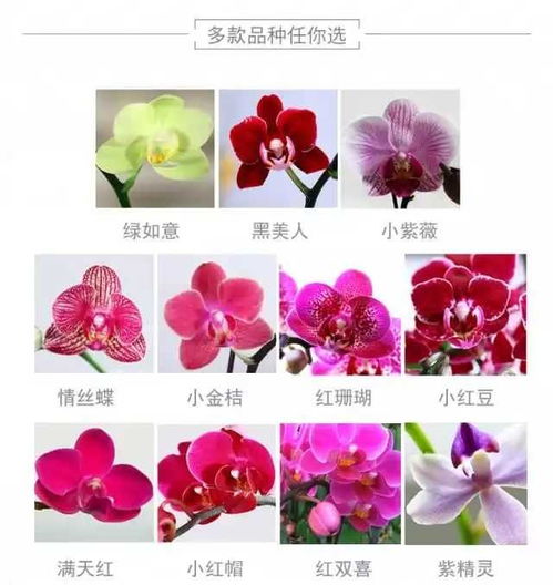 蝴蝶蘭種植全攻略 從種子到盛開的完美旅程