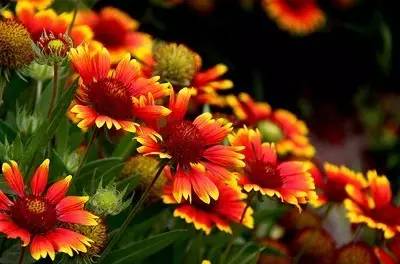 霜降最后的秋，一抹青翠遍山紅——花卉種子的播撒與希望