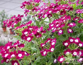 2023年美女櫻花種子市場價格分析與購買指南