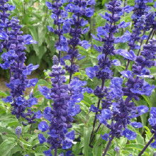 花卉種子批發指南 價格、渠道與廠家選擇