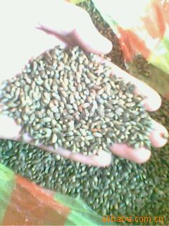 沭陽縣新河鎮新河街鴻翔花卉苗木場花卉種子產品列表