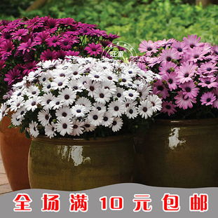 花卉種子系列雜志 從播種到綻放的園藝之旅