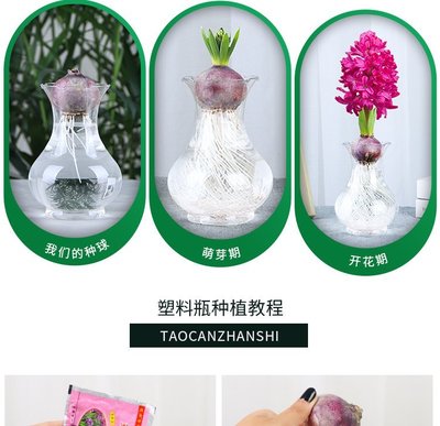 水養風信子與水仙種球 四季易活的室內花卉盆栽指南