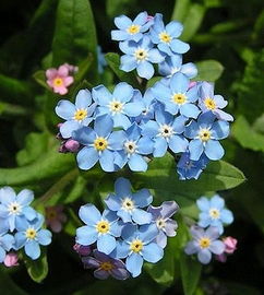 花種里的精致 原包裝精品花種，觀花勿缺的園藝秘訣