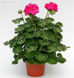 天竺葵全解 從種子到苗木的市場價格與生產指南