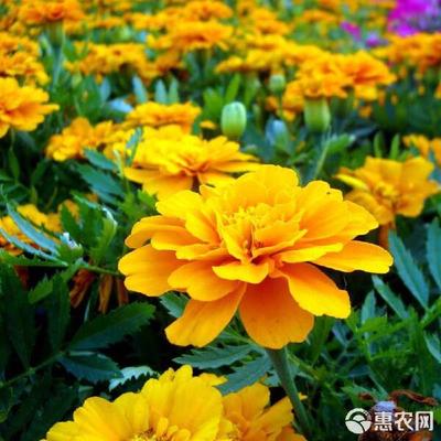 萬壽菊 四季綻放的綠化明珠，從種子到花海的園藝之旅