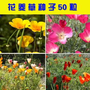 陽臺盆栽新選擇 花菱草種子的魅力與種植指南
