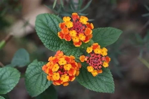 鑫榮耀增額終身壽險 一份兼顧保障與長期價值的理財型保險