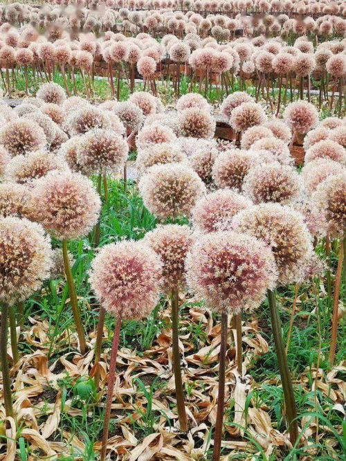 趣味植物開花成球團團圓圓，這10種花卉種子給你帶來新年福氣