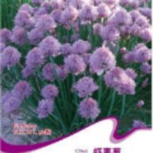 家庭花卉種植指南 種子選購、批發渠道與廠家解析