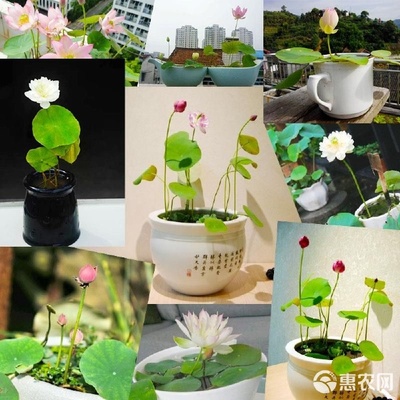 碗蓮，方寸之間演繹的水中雅趣 從種子到綻放的四季養護指南