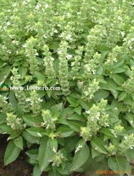 青島百草香香草與花卉種子種苗產(chǎn)品全覽