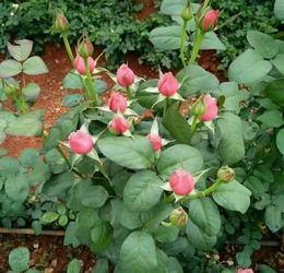 昆明東川區(qū)優(yōu)質玫瑰花苗選購指南 聚焦夏春花卉與種子選擇